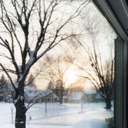 Trees outside in the snow, bare of any leaves.