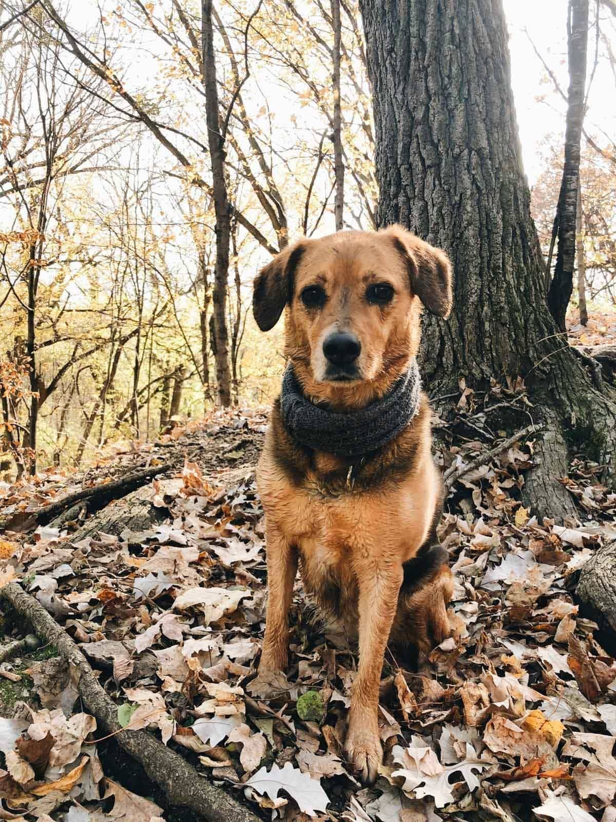Sage sitting under a tree outside.