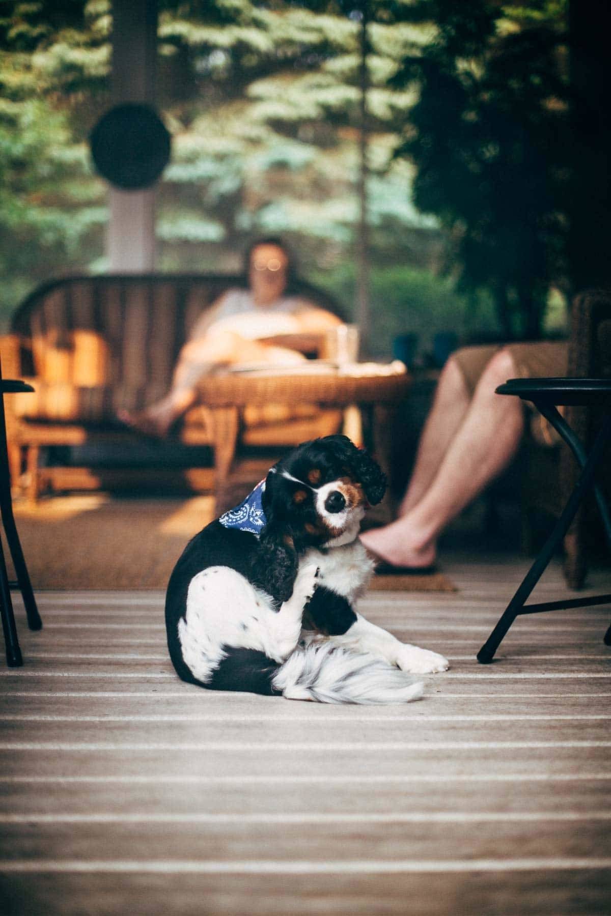 Fourth of July | pinchofyum.com Fourth of July | pinchofyum.com